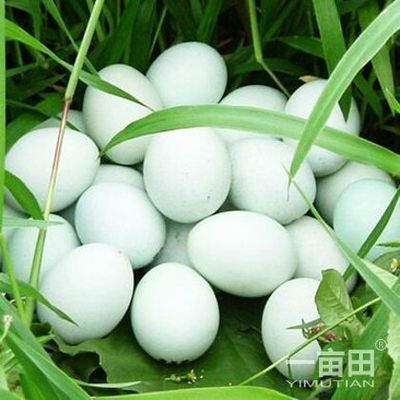 绿壳鸡蛋江西赣州于都县_批发_供应-一亩田农业网_专业的农产品信息商务平台