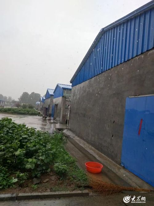 郯城县李庄镇 肉羊饲养实现 工厂化 新突破