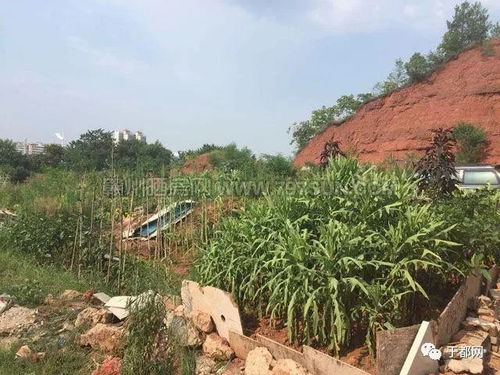 于都县四宗地挂牌出让 起价约4.4亿元