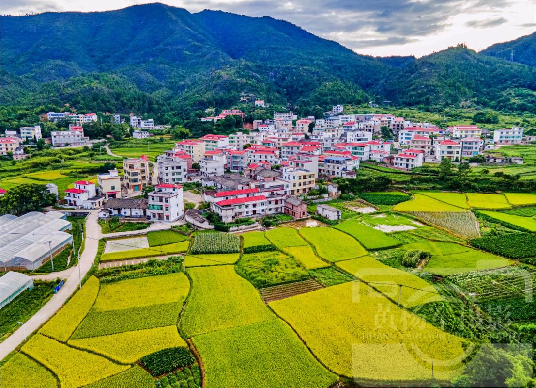 于都罗坳镇三门村,稻谷金黄"丰"景如画.#夏天去哪玩 仲夏