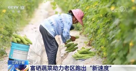 富硒蔬菜助力江西于都老区跑出“新速度”