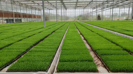 江西于都县社:科技赋能春耕加速,智慧育秧供销护航