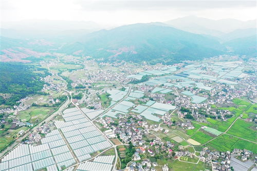 于都县梓山镇 万亩蔬菜基地带动农户增收致富 图