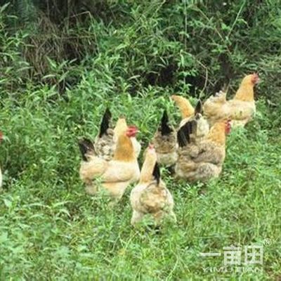 江西赣州于都县绿壳鸡蛋 优质农产品批发供应的首选平台