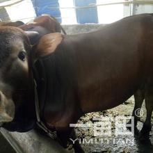 吴根云的农产品批发与采购业务在江西于都县的发展与实践